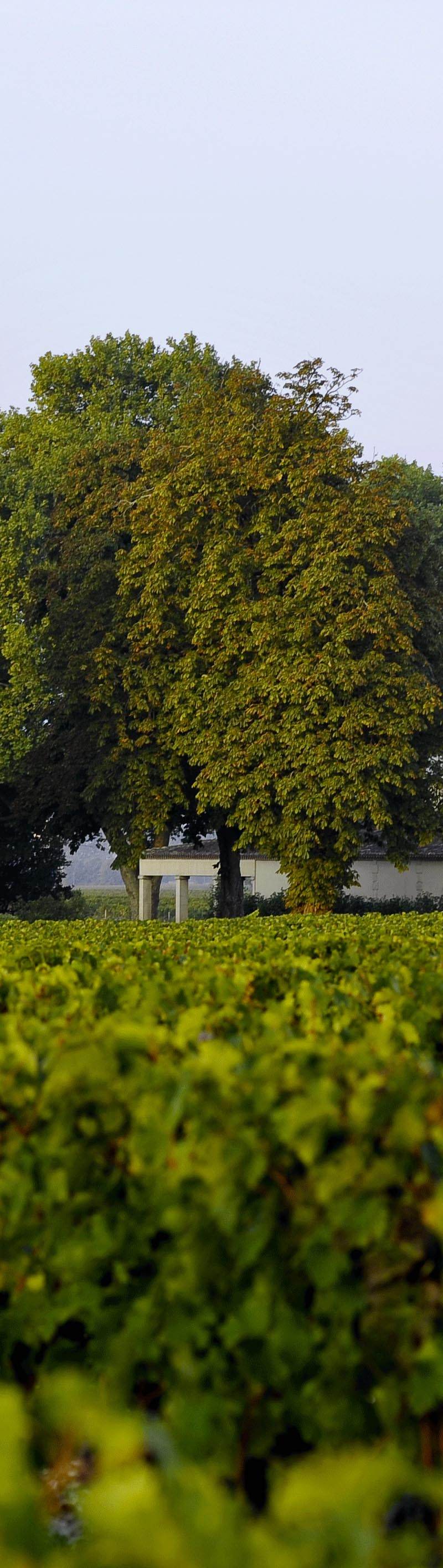Château Larose Trintaudon — photo principale