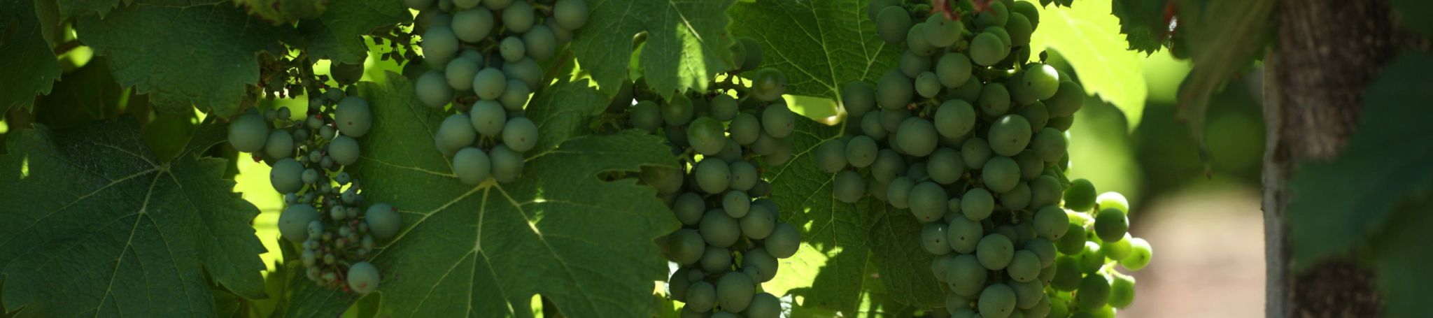 Château Liot : vignoble