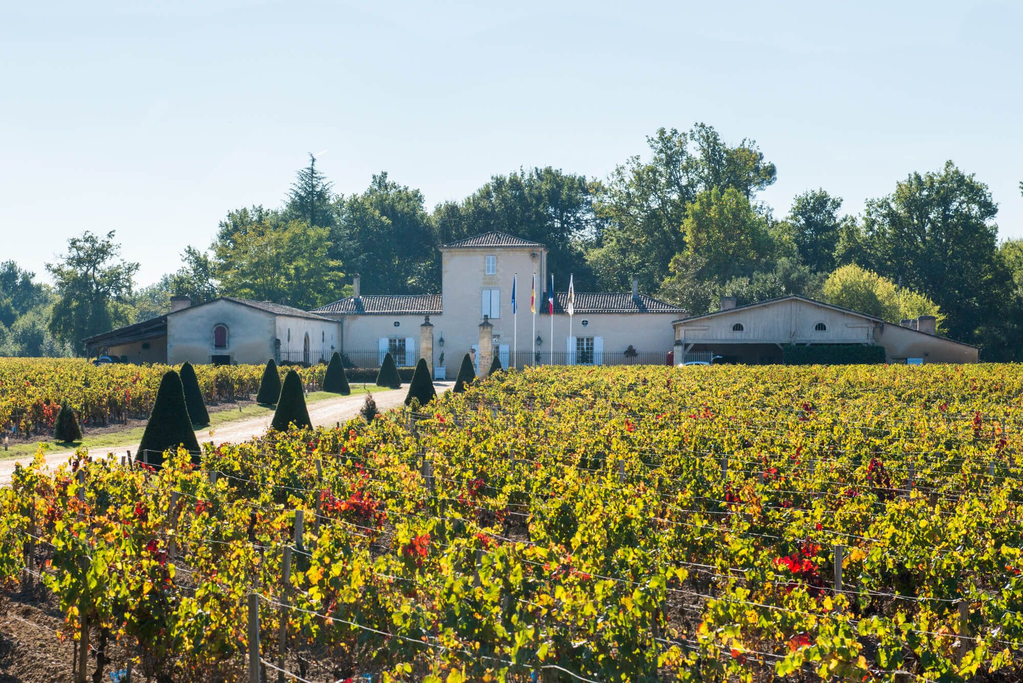 Château du Grand Bos - Graves