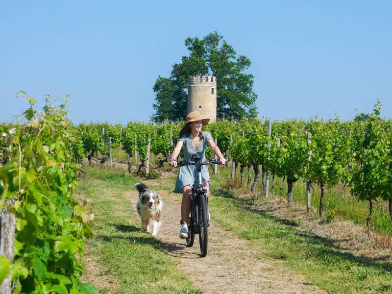 Château Moulin de Peyronin - Bordeaux