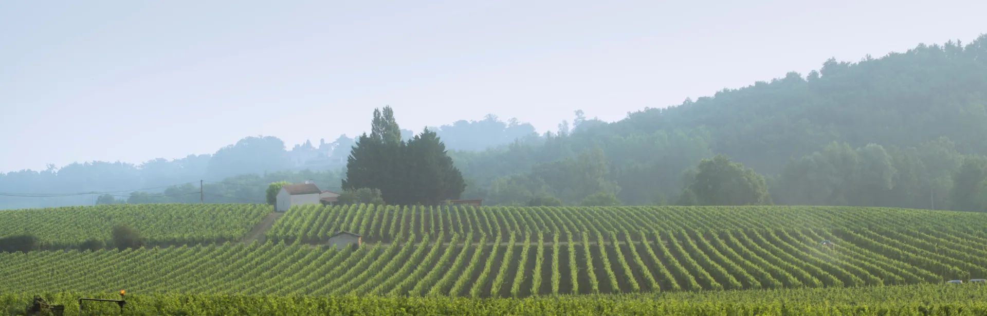 vignoble-meynard