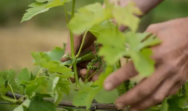 Vigne-vignoble-meynard