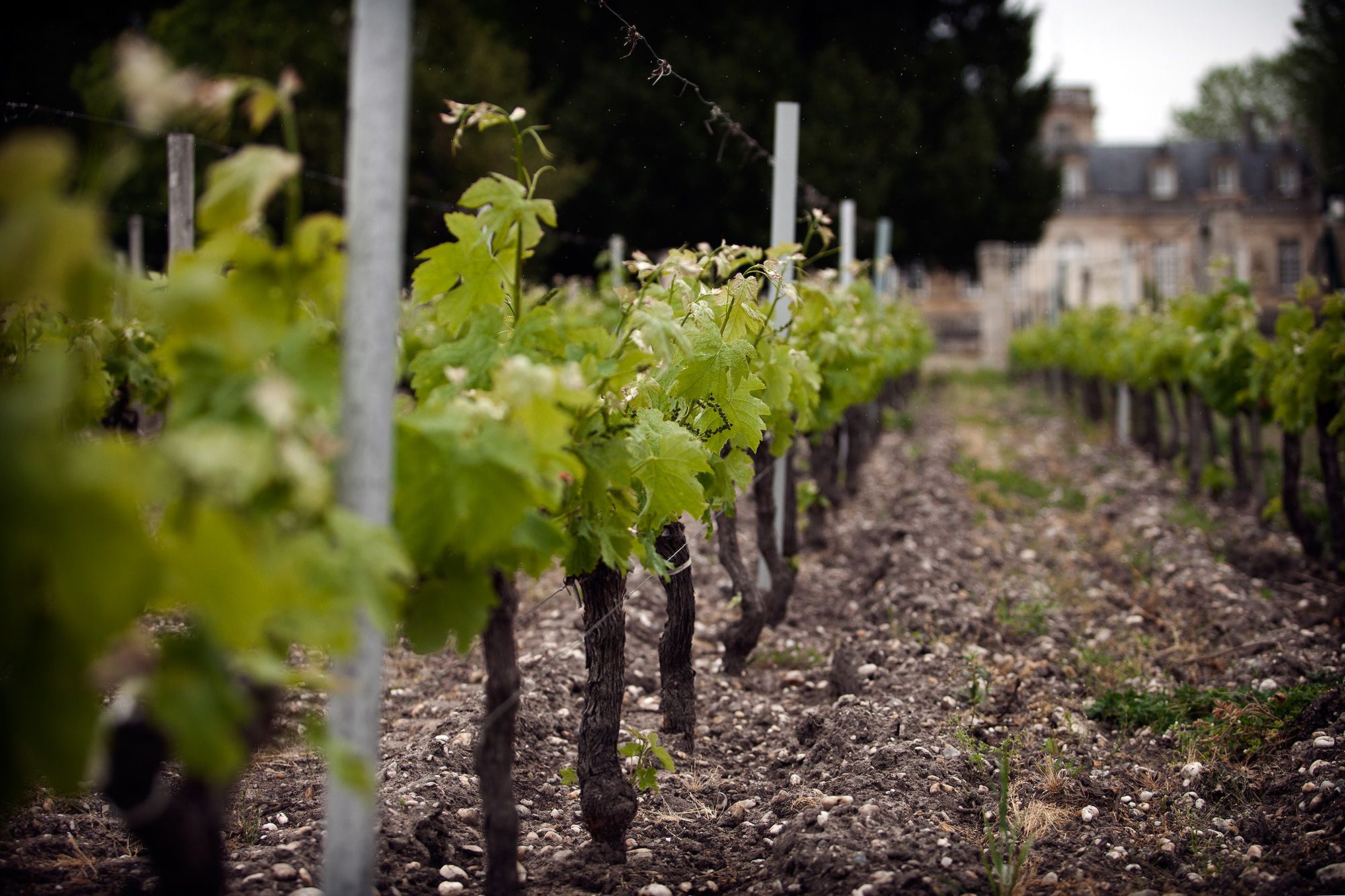 Chateau Beaumont, le chateau, le vignoble