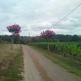 Château la Plantonne - Côtes de Bourg