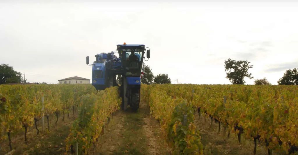 desclaux,cadillac,carignan,bordeaux,vigne