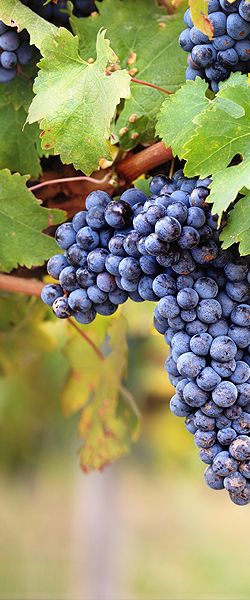 Vignoble du château Lescaneaut