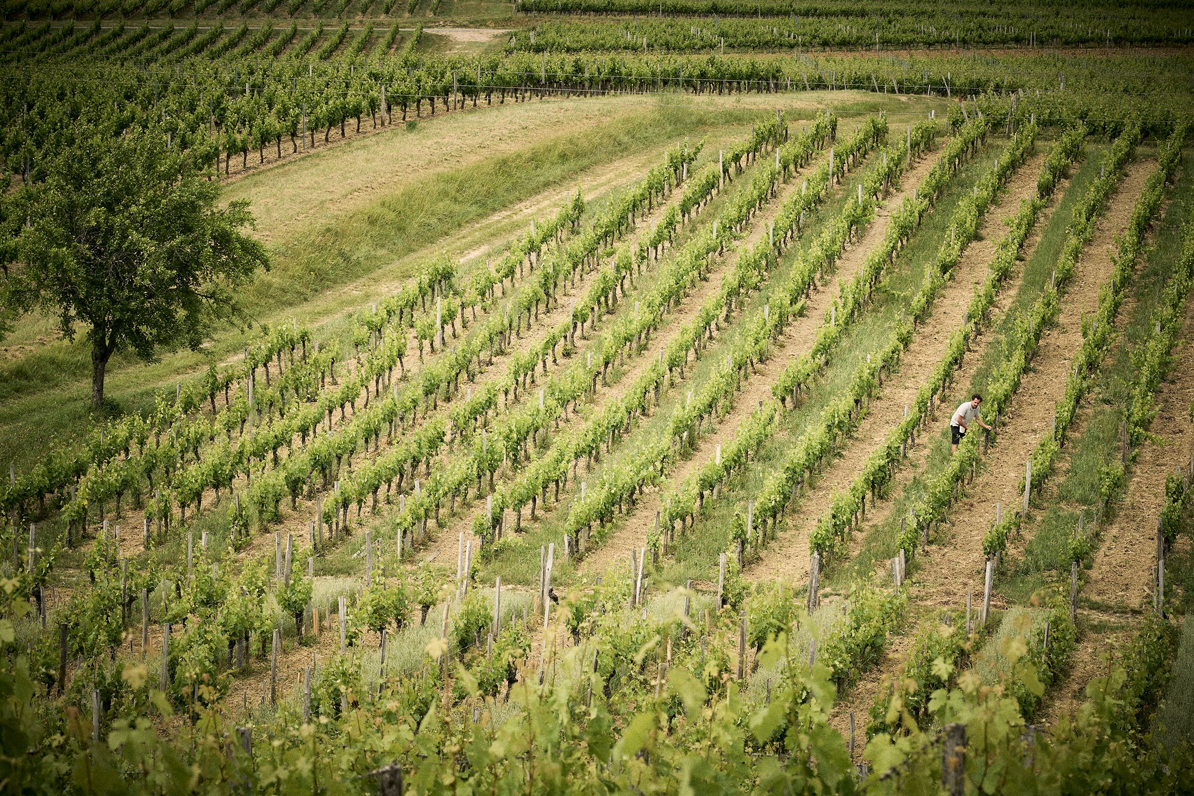 Domaine Baudon - Montagne-Saint-Émilion