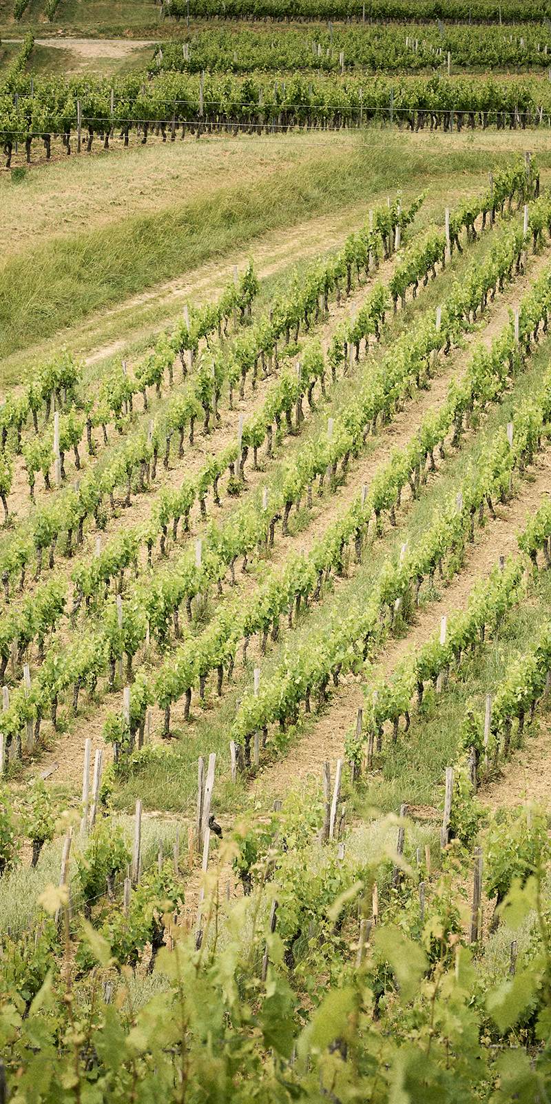 Domaine Baudon — photo principale