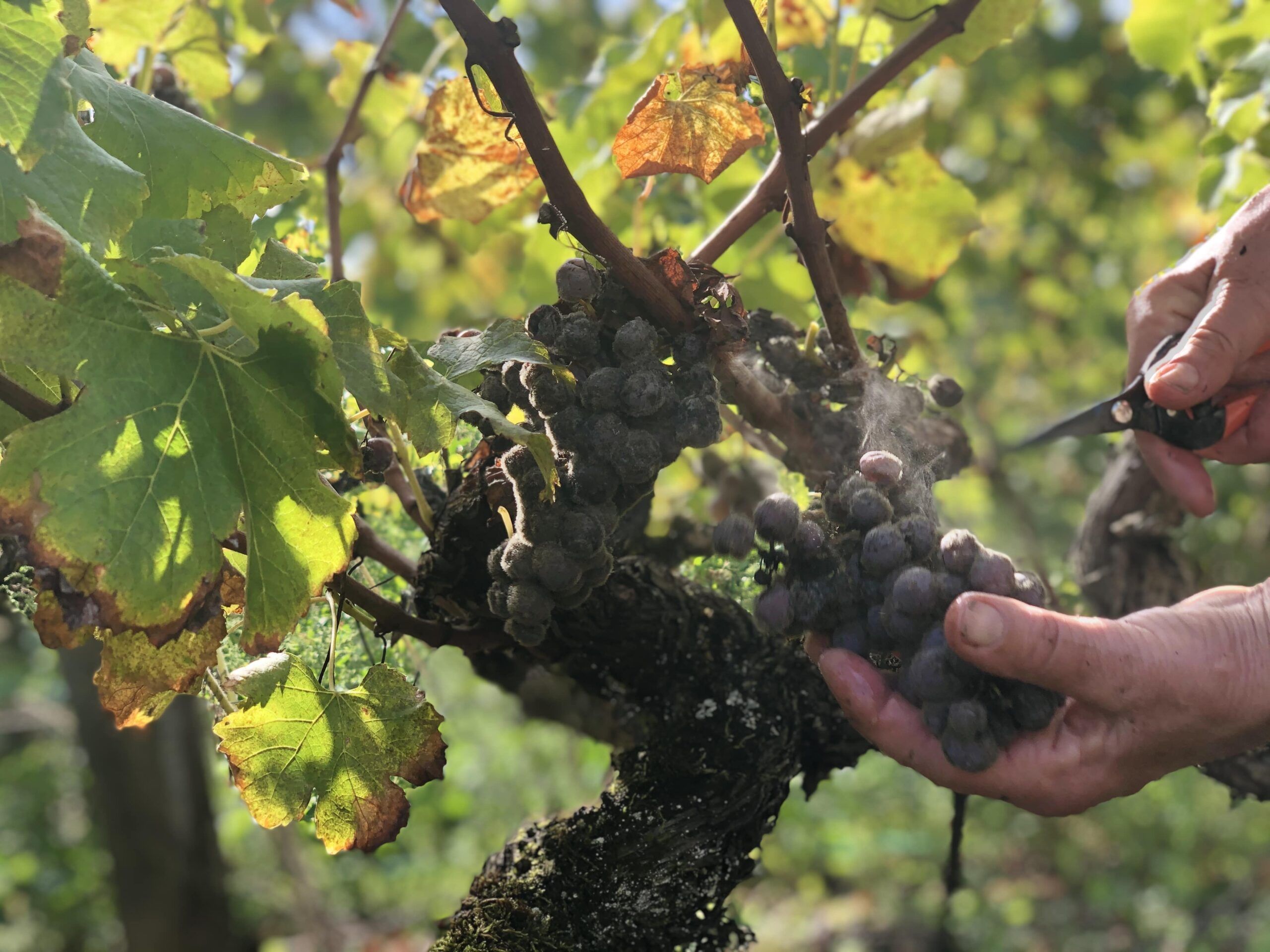 Vendanges manuelles à Sauternes au Château Caillou Grand Cru Classé