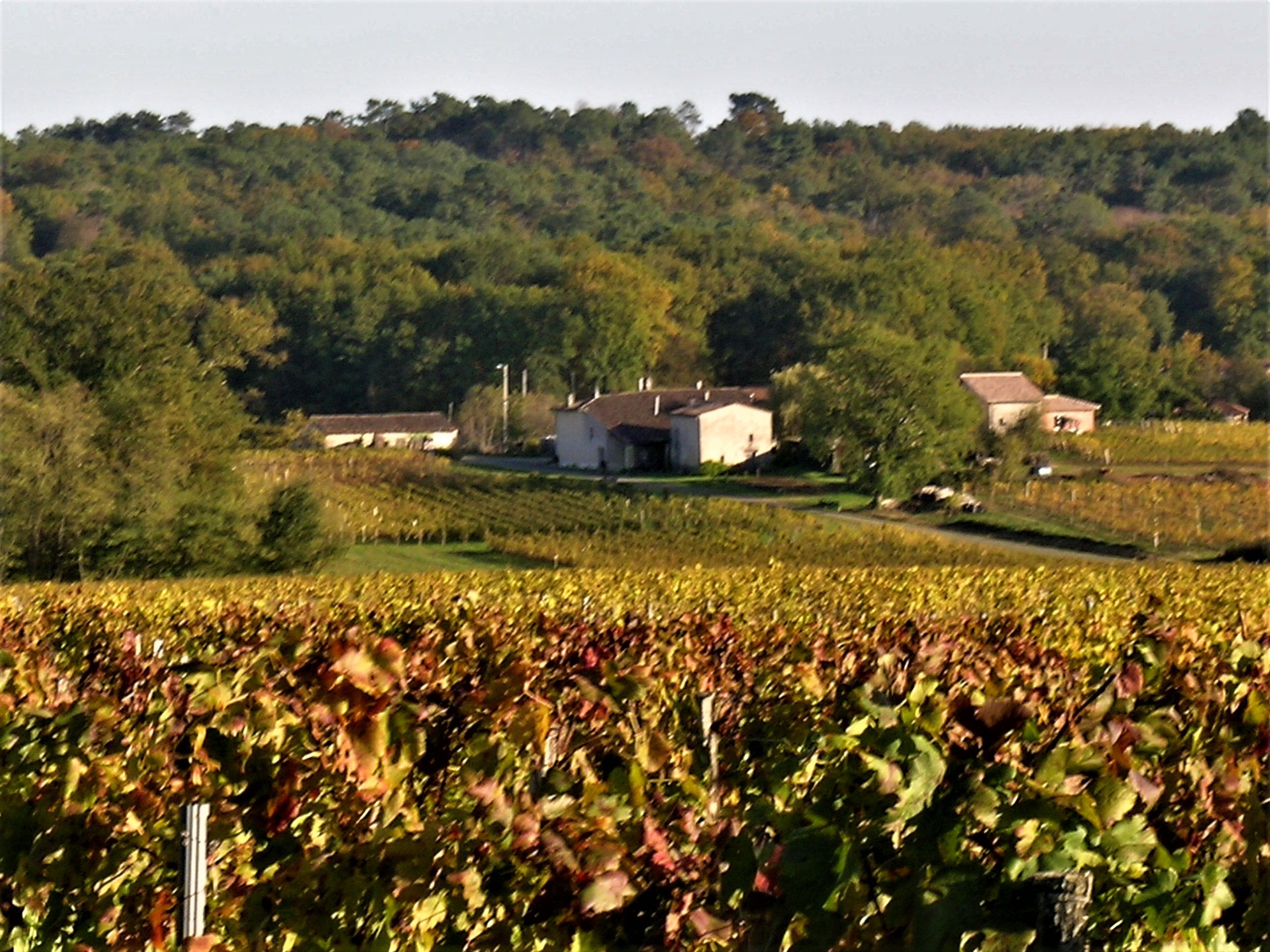 Château Haut Nadeau — photo 2