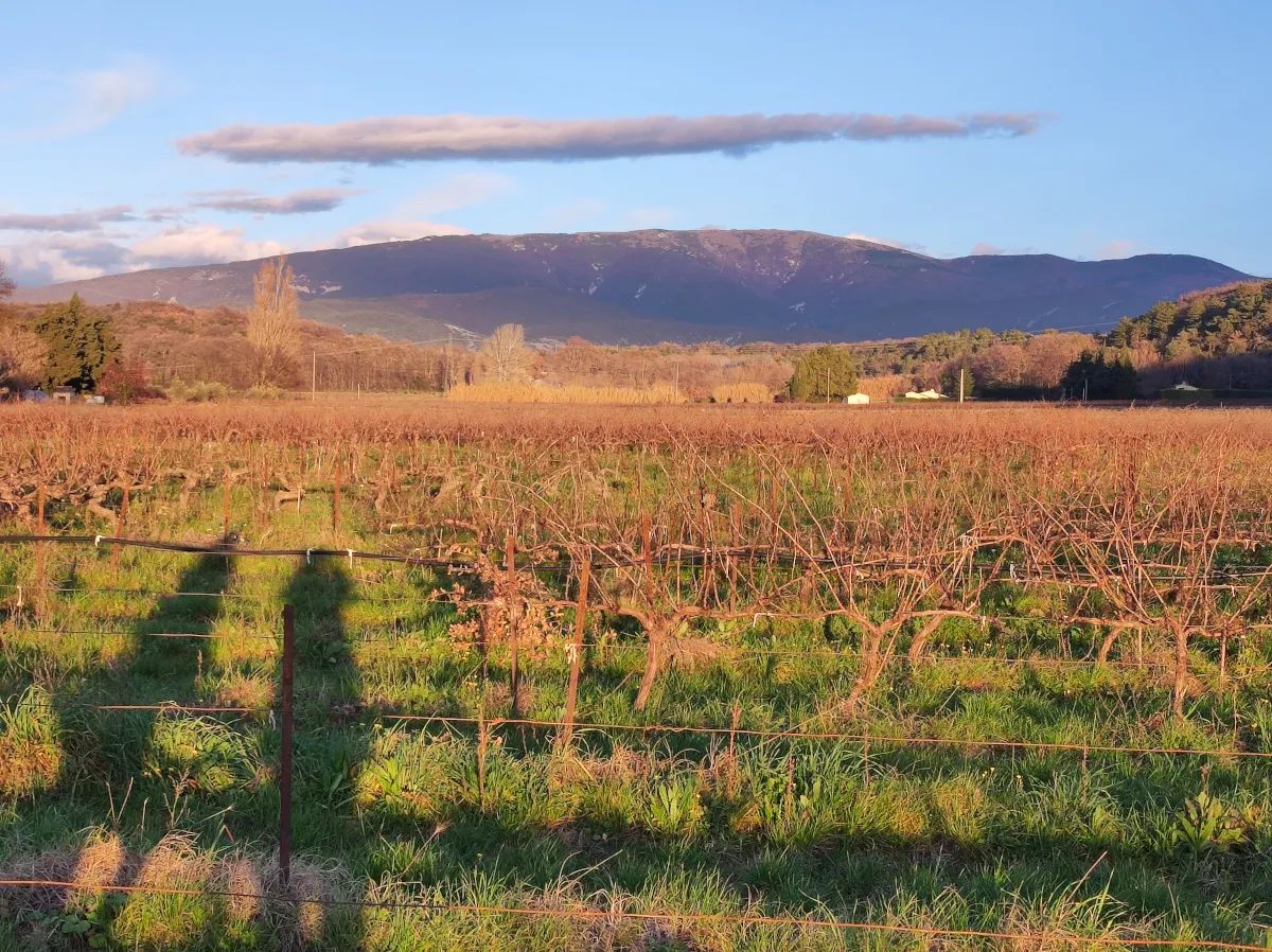 Domaine de la Cure - Cadillac Côtes de Bordeaux
