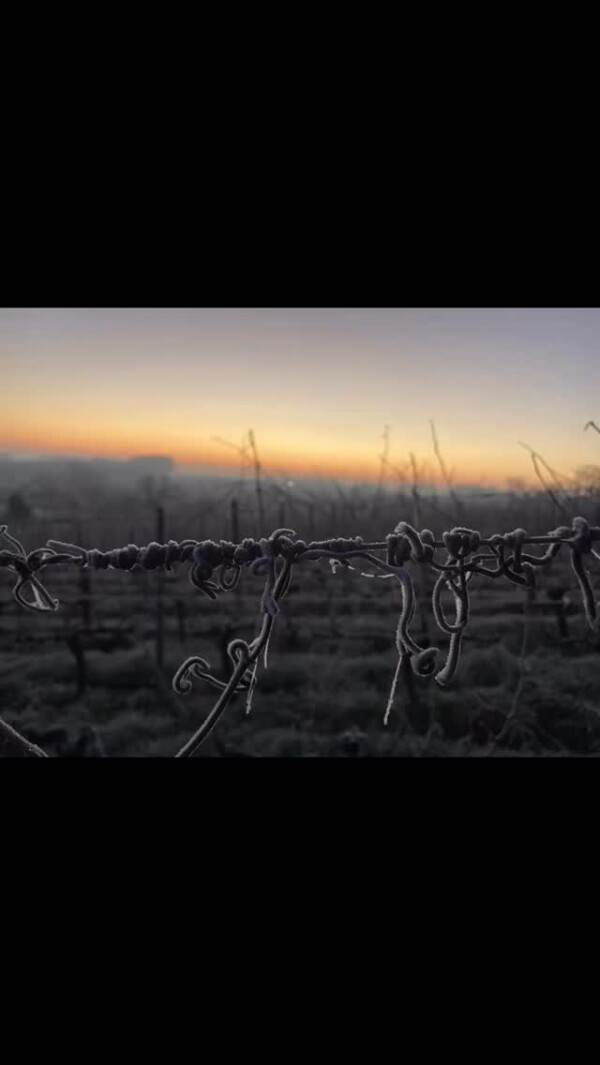 organicwine bordeauxpirate bordeauxbio winelovers instawine