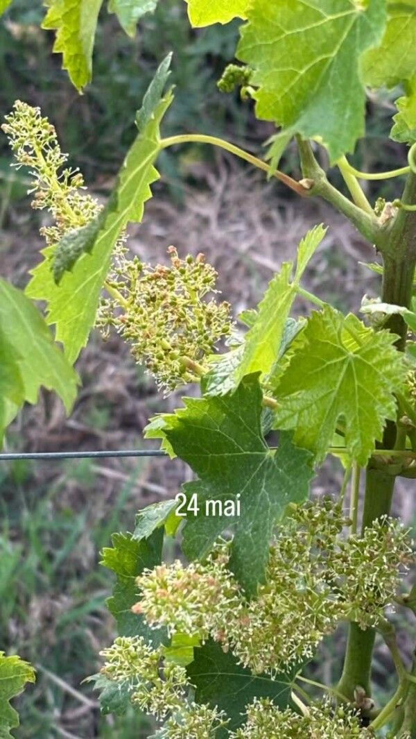 Une belle saison de vigne… pour l’instant! Les inflorescences se sont faites petits pois. Une belle vigueur, pas de…