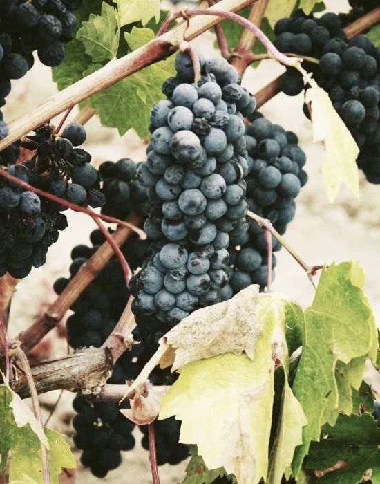 grappe de raisin