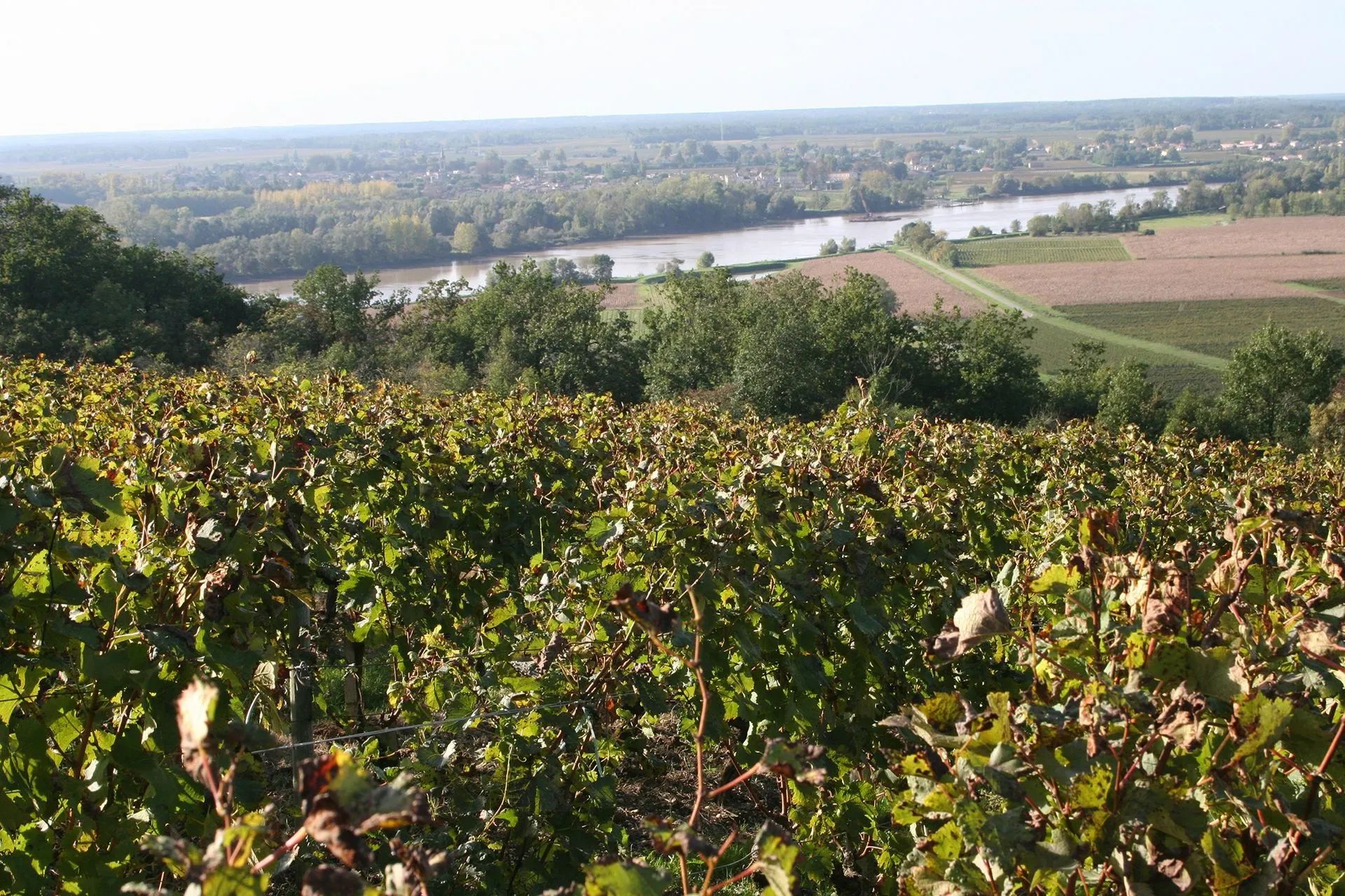 Château Le Sens — photo 2