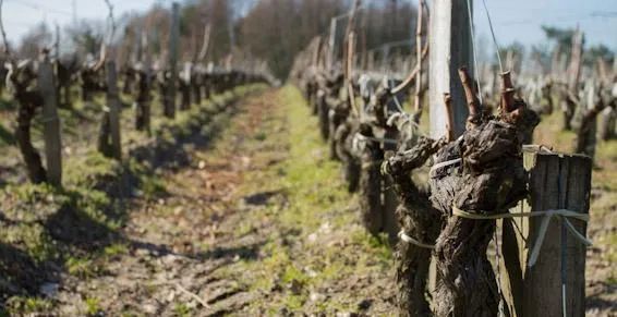 Les vignes du Château les Barraillots dans le Médoc