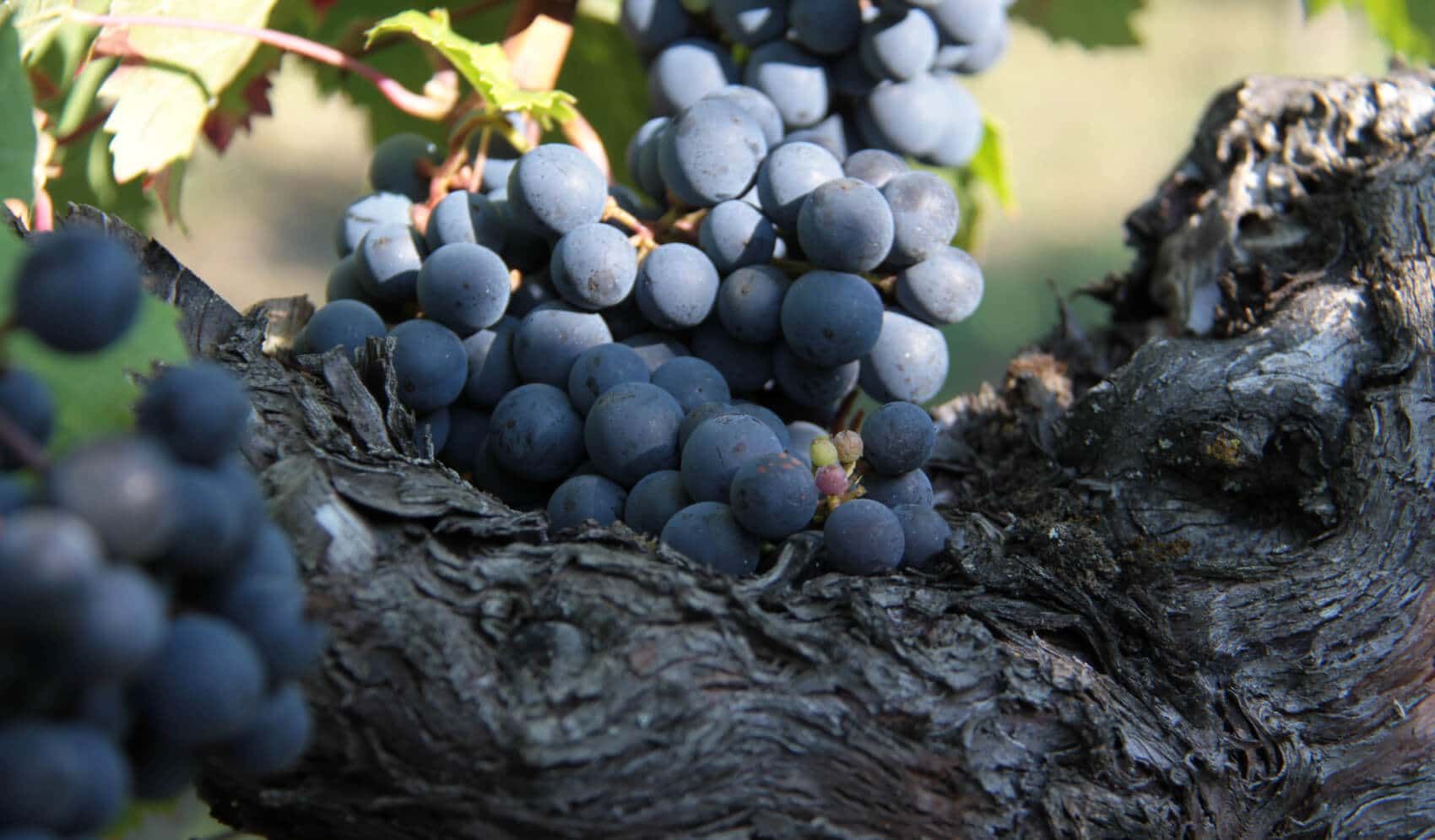 Château Bellegrave (Pomerol) - Pomerol