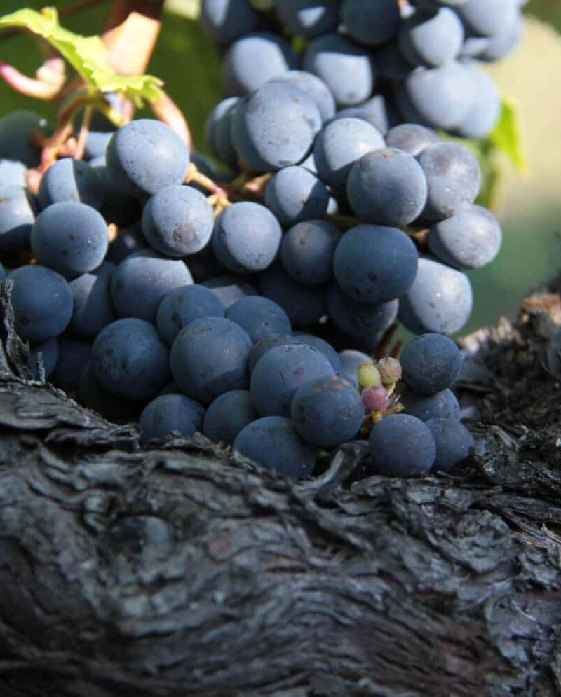 Château Bellegrave - Grappe de raisin