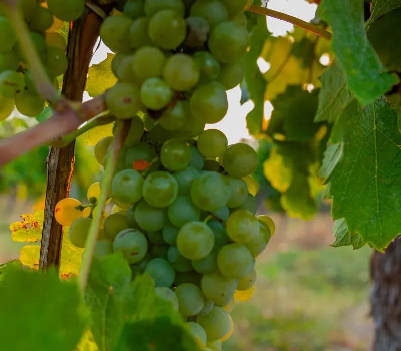Vigne du vignoble Pougeard