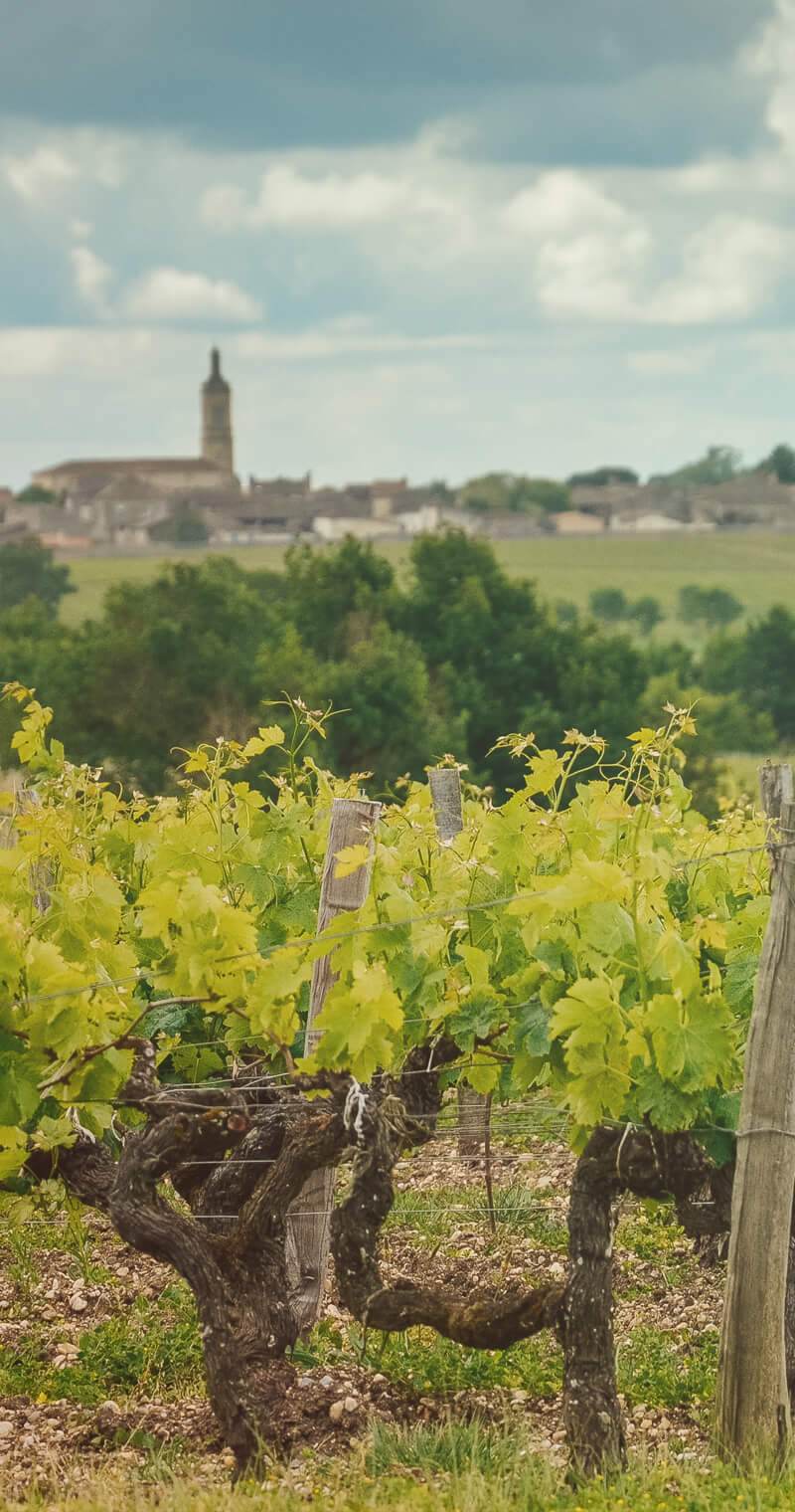 Château Muscadet — photo principale