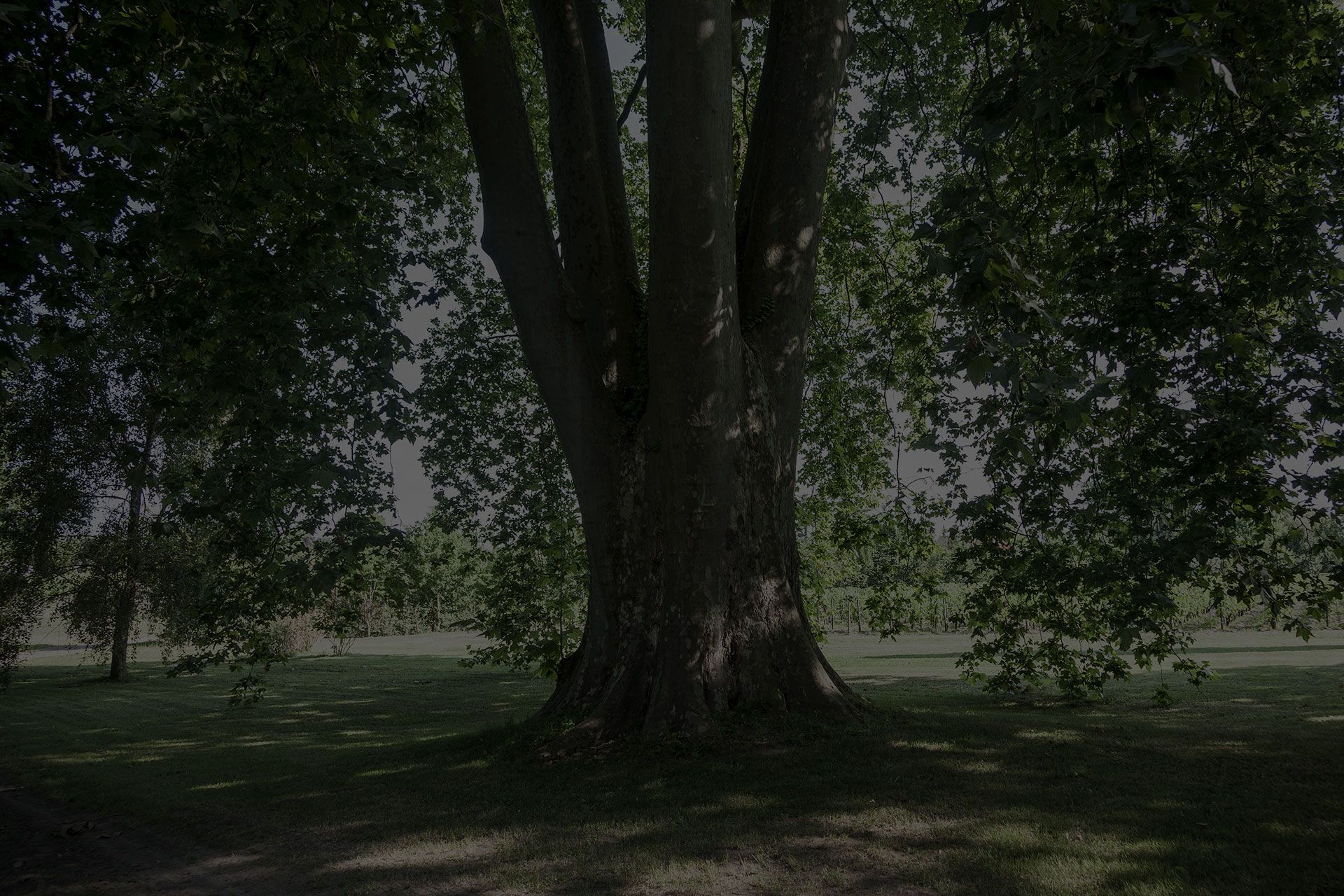Château Mazeyres — photo 1