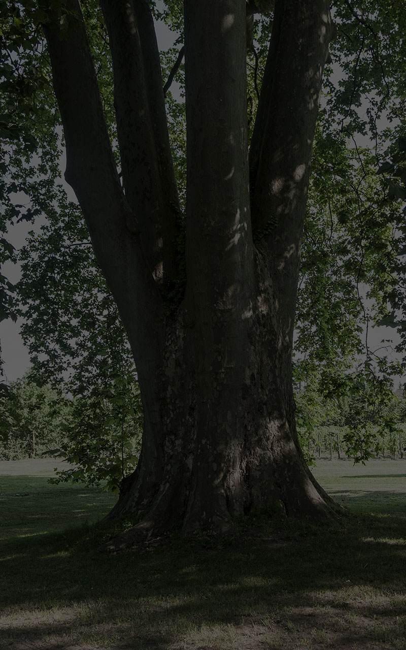Château Mazeyres — photo principale