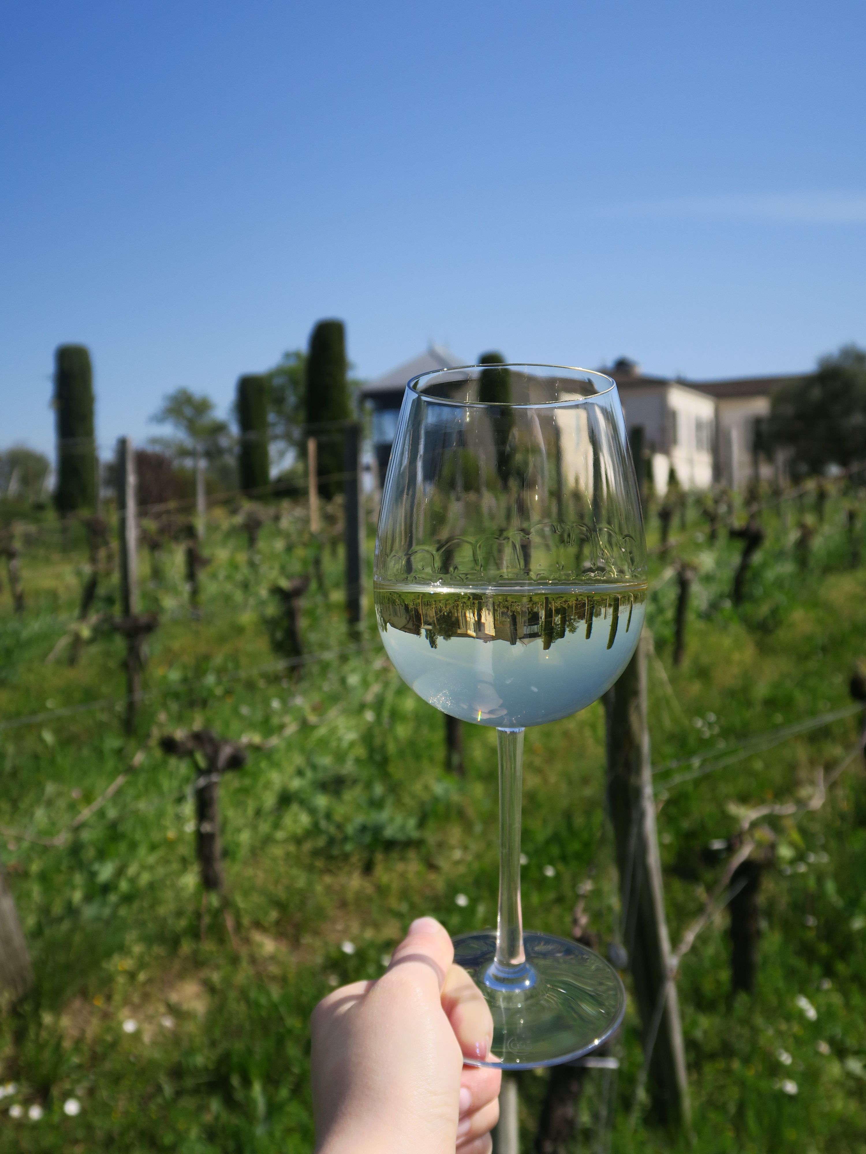 Larmes d’un vin blanc sur les parois d’un verre à pied