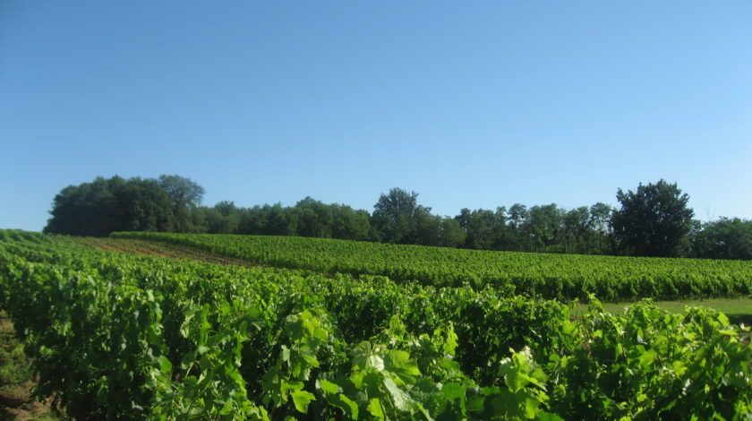 Côtes de Bourg, Château Le Piat
