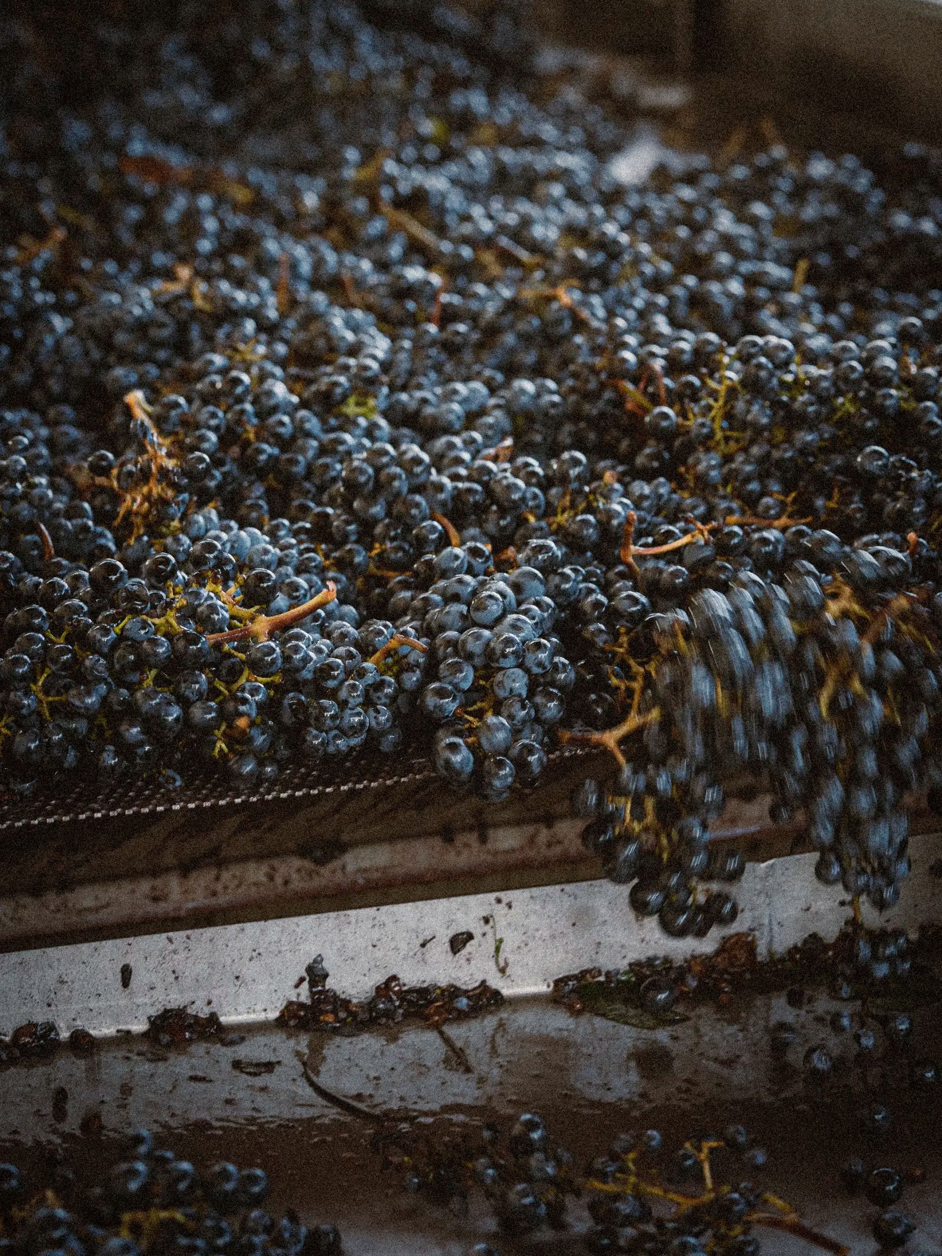 Tri du raisin, grappes de raisin récoltées, étape de vinification dans le domaine viticole Marquis de Terme
