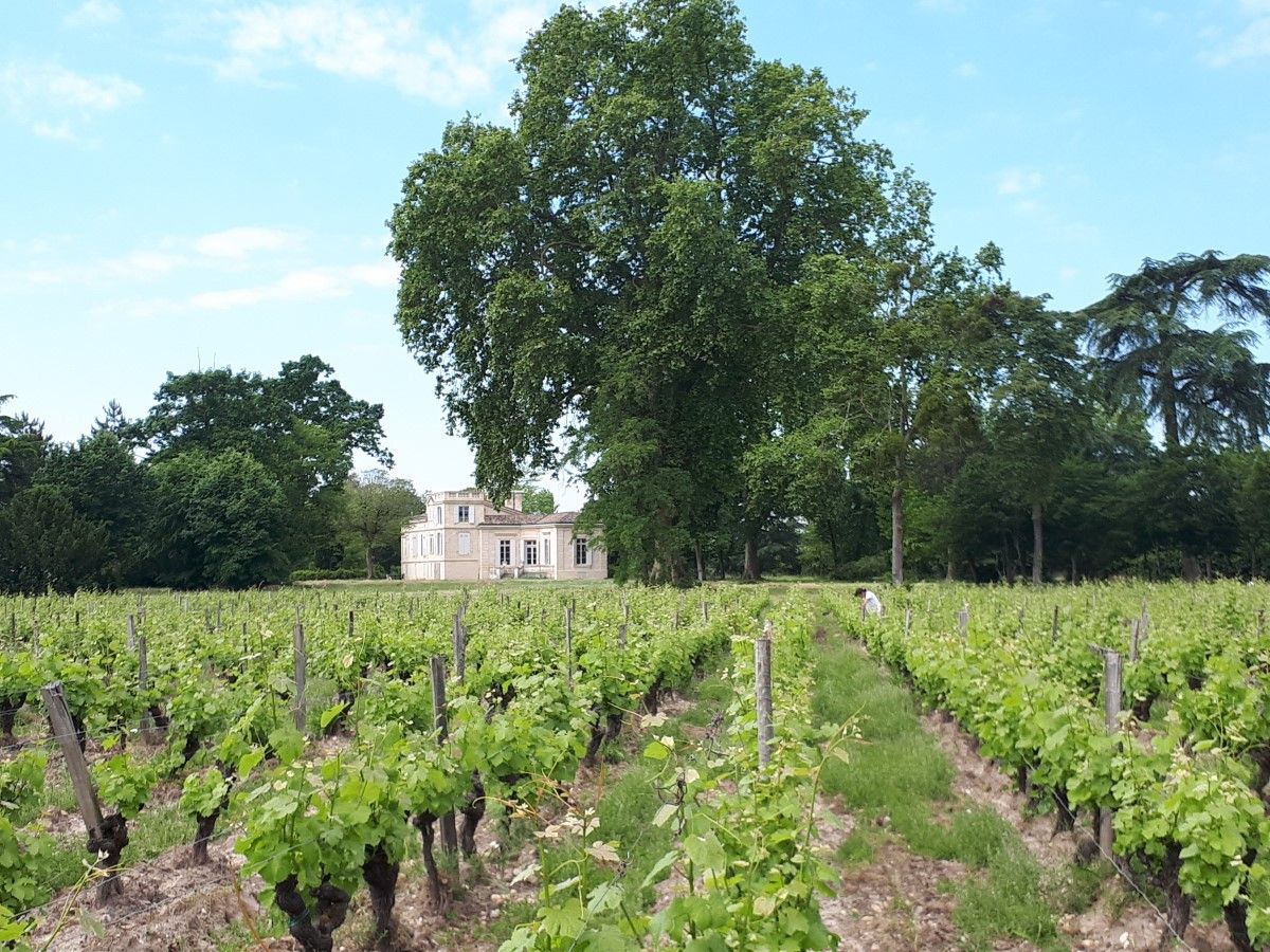 chateau le mayne