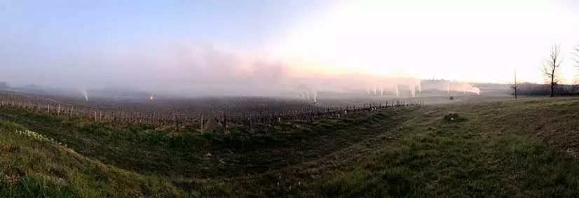 La vigne pousse ! Notre équipe est au travail. - Récolte 2020 Vin Bordeaux