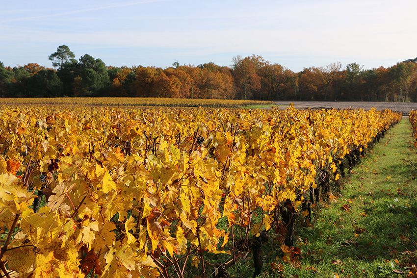 Domaine de Merlet — photo 4