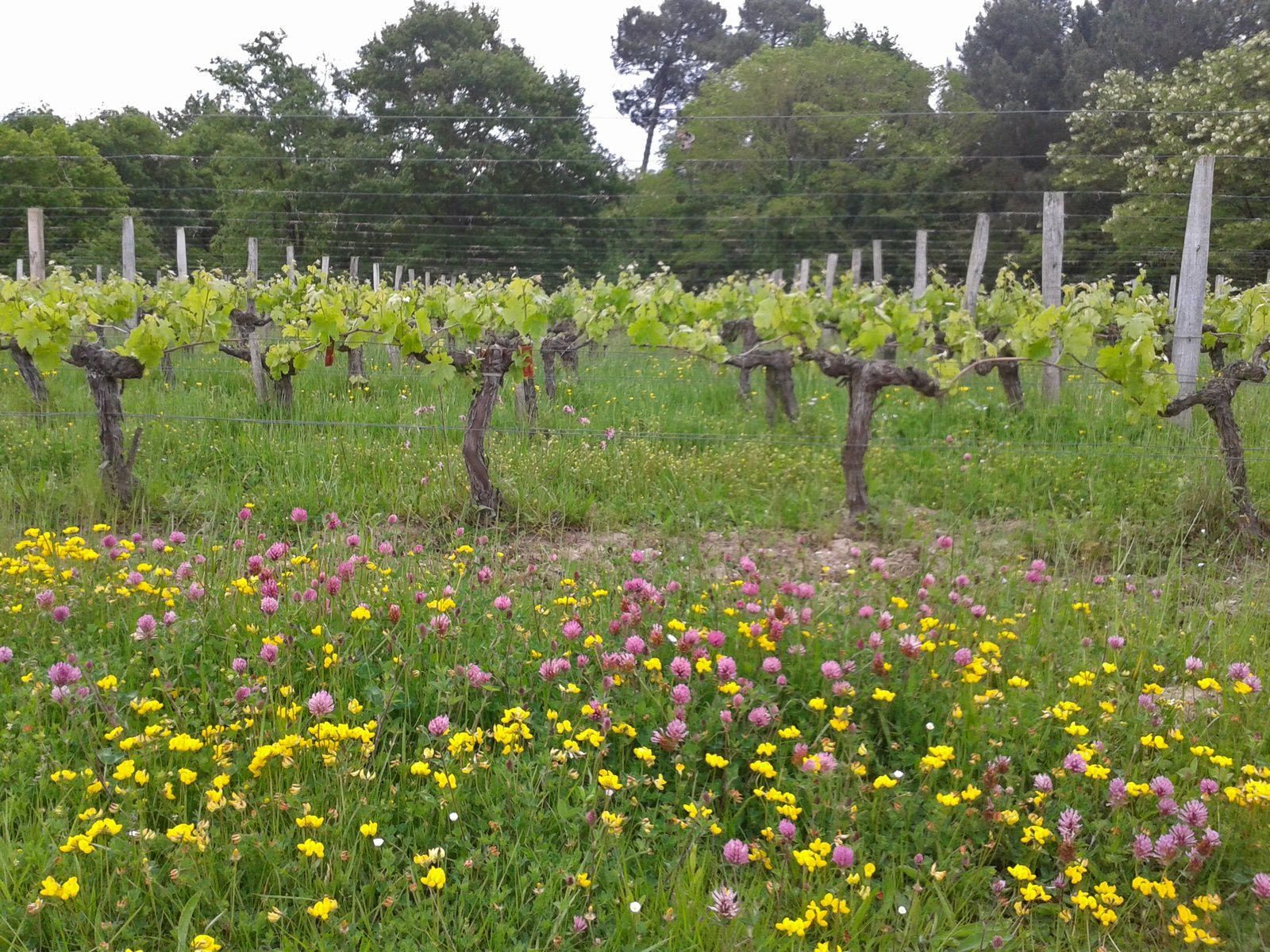 Domaine de Merlet - Pessac-Léognan