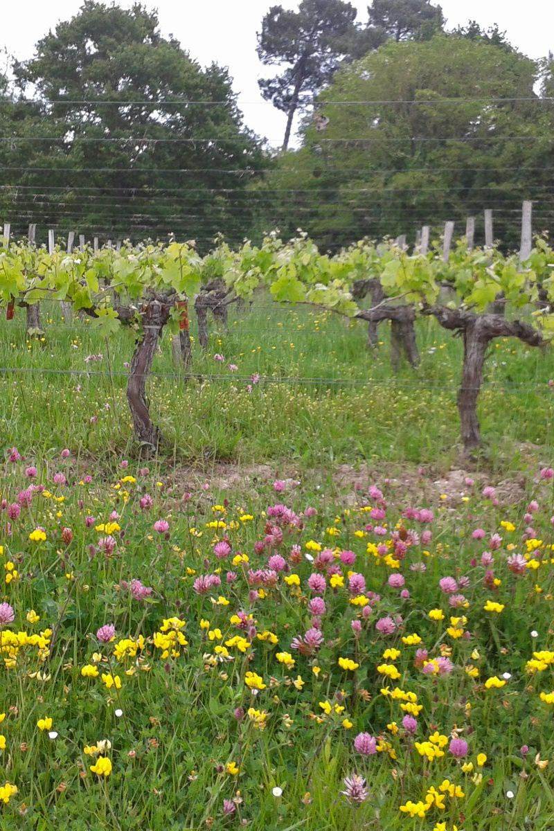 Domaine de Merlet - Pessac-Léognan