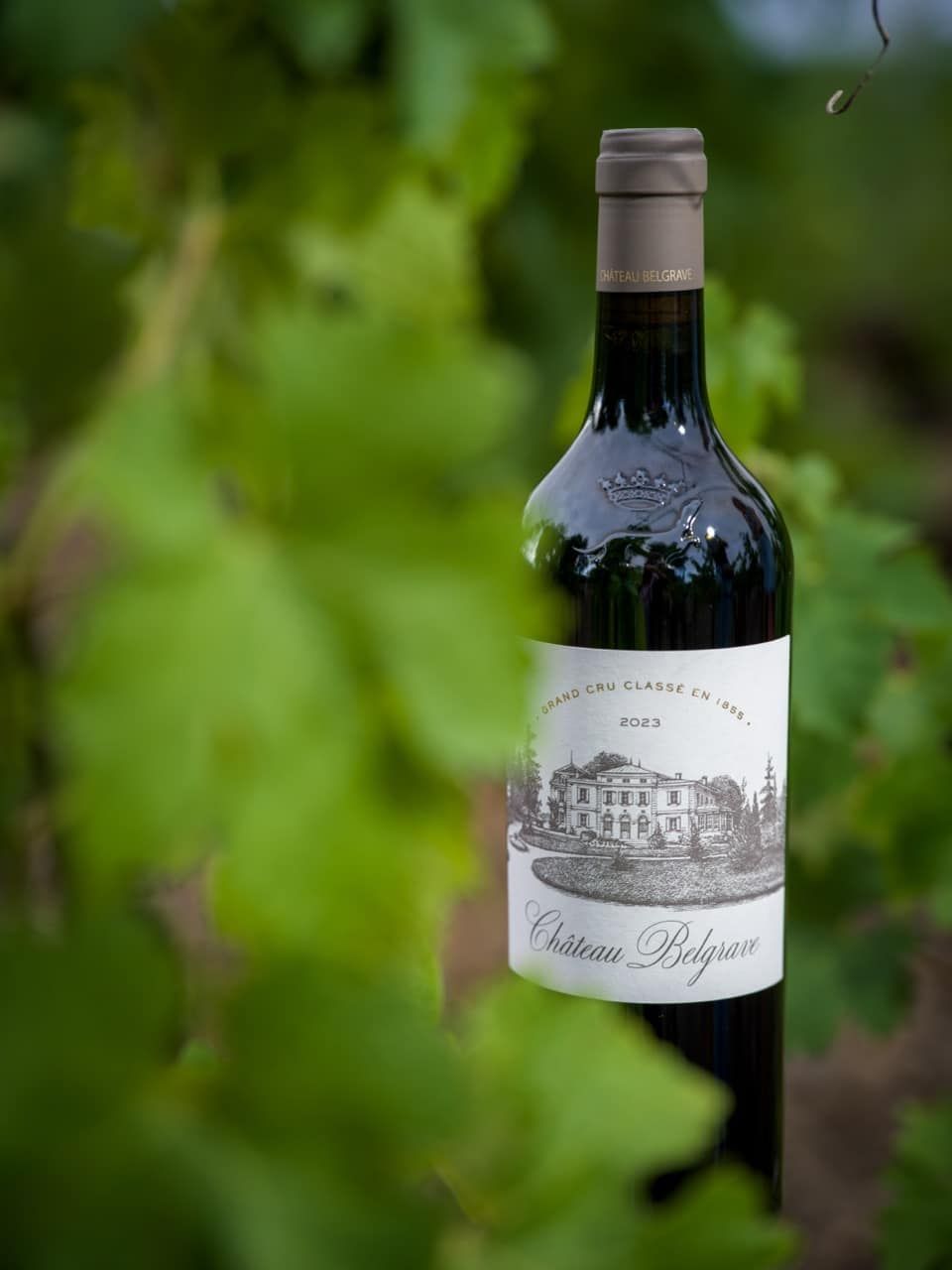 Château Belgrave - dans les vignes
