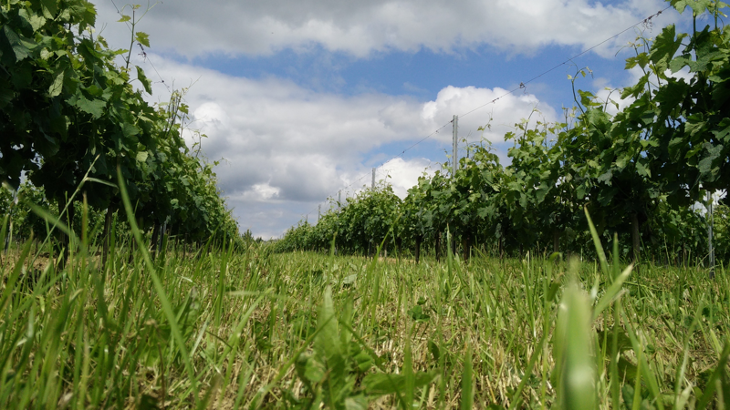 Château Haut Champion — photo principale