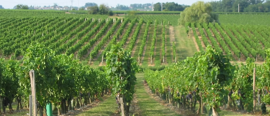 vignoble%2520vue%2520Sud_edited_edited.j