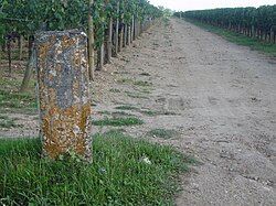 Petrus — photo 5