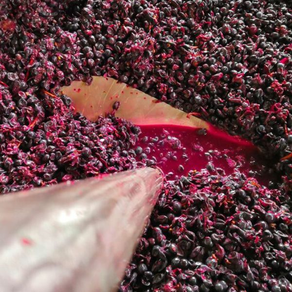 vinification, broyeur, égrappoir, traitement des raisins