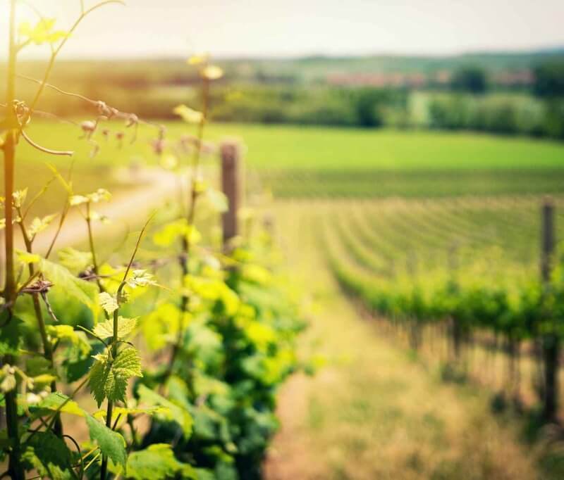 Paysage de Pomerol sous le soleil