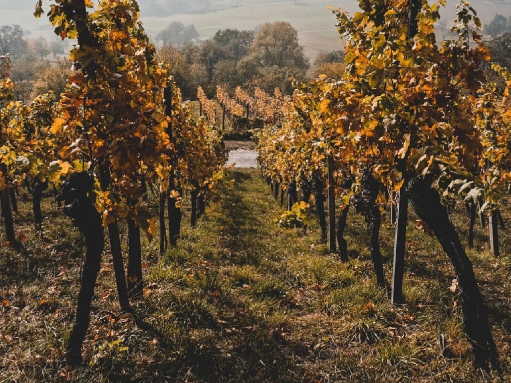Château Rabaud-Promis - Sauternes