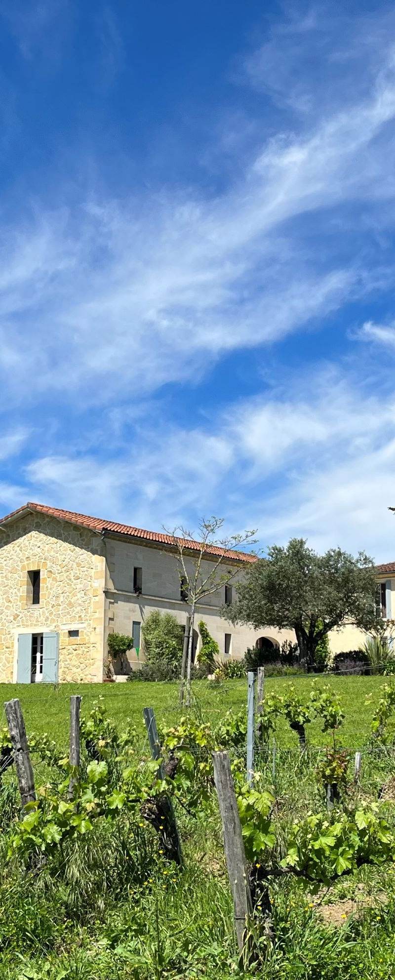 Château Petit Mangot - Saint-Émilion Grand Cru