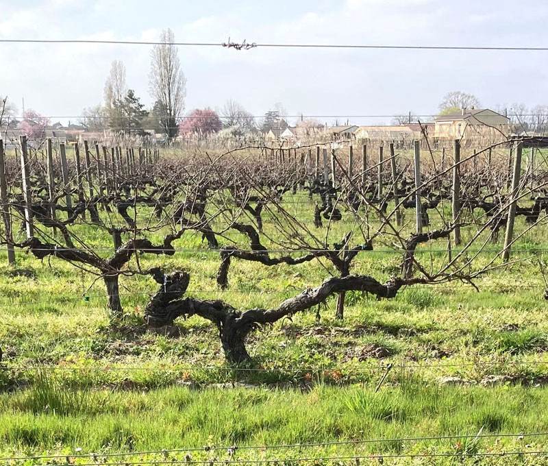 pied de vigne