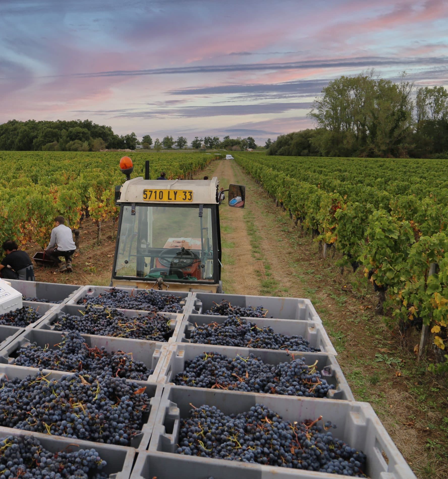Domaine Champs de Lalande - Lalande-de-Pomerol