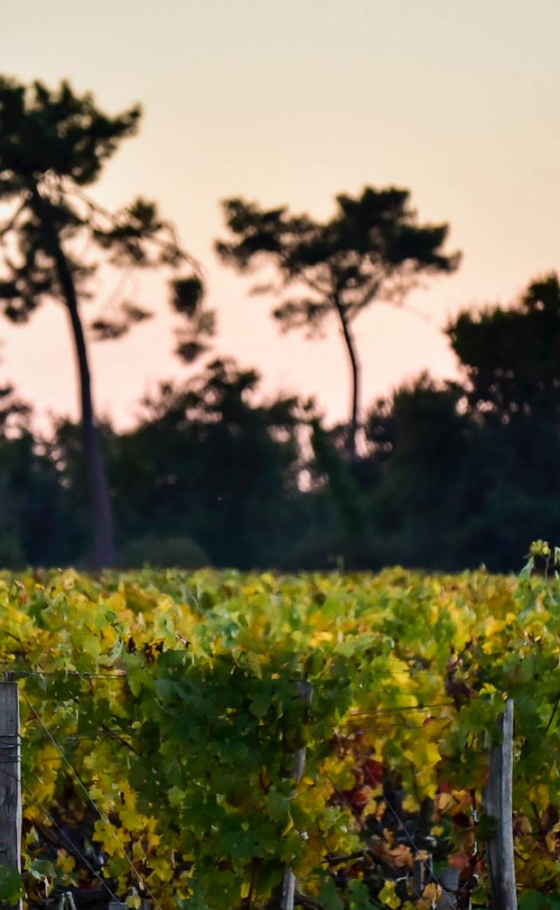 Château le Bernardot — photo principale