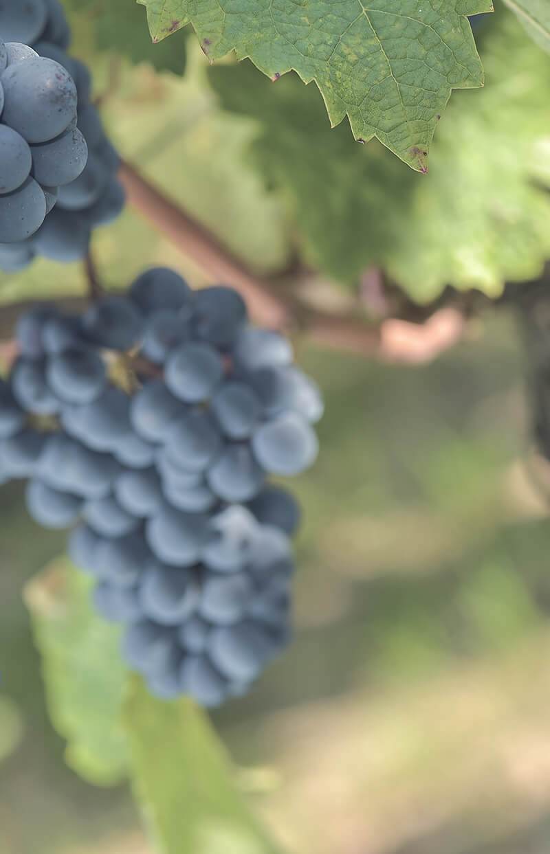 Château Tour de Bellegarde — photo principale