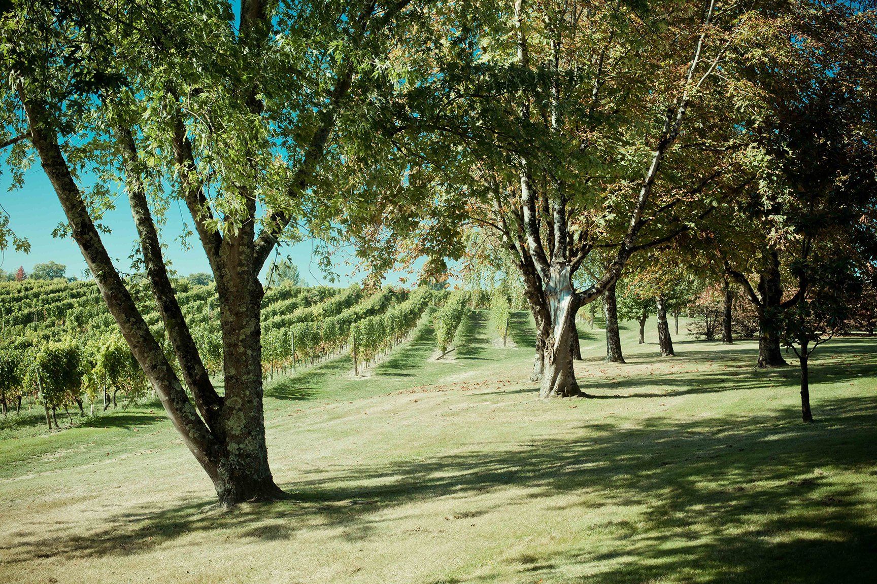 arbres et vignes thieuley