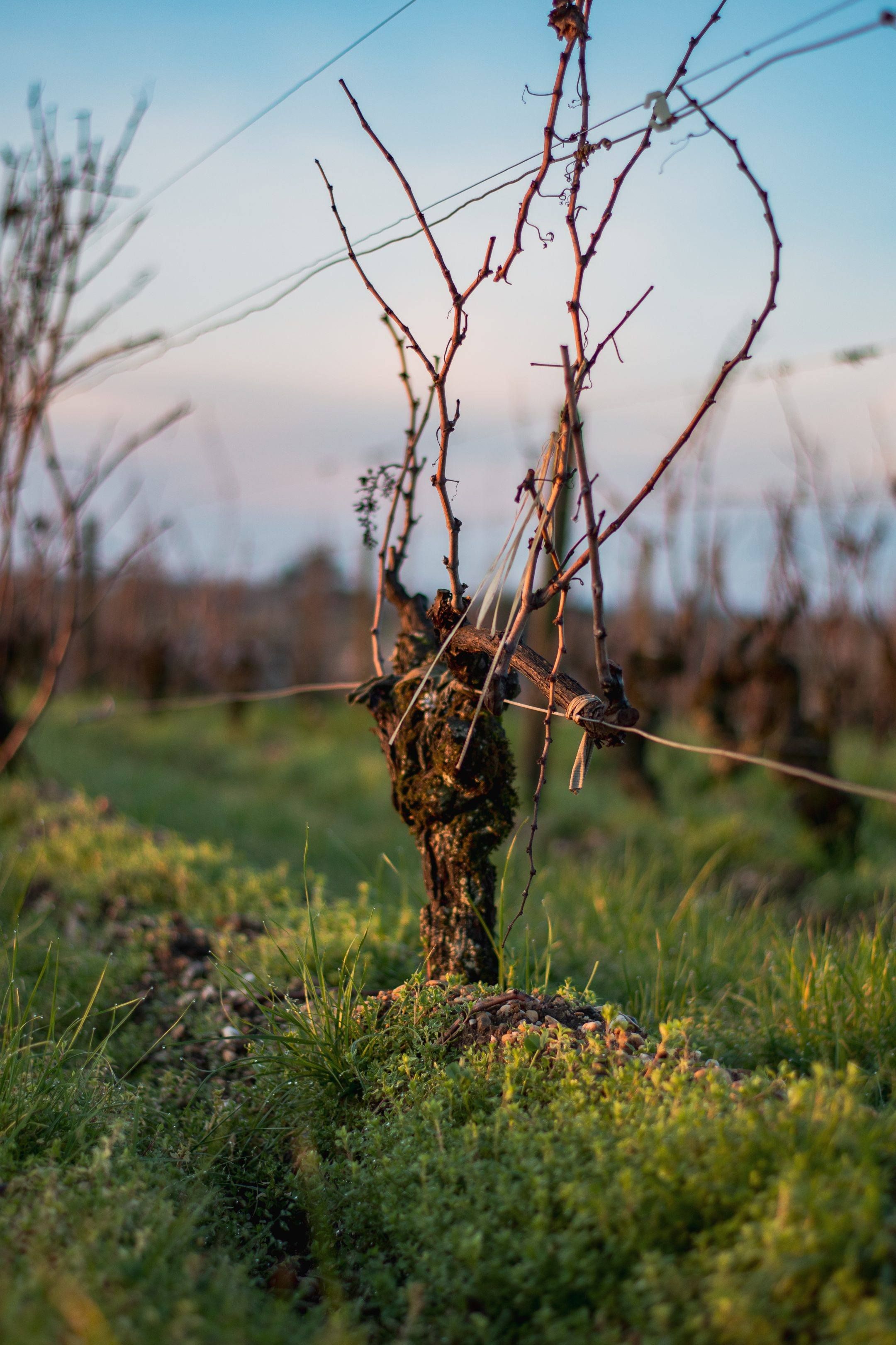 Un terroir d’exception depuis 1611 - Chateau d'Arche