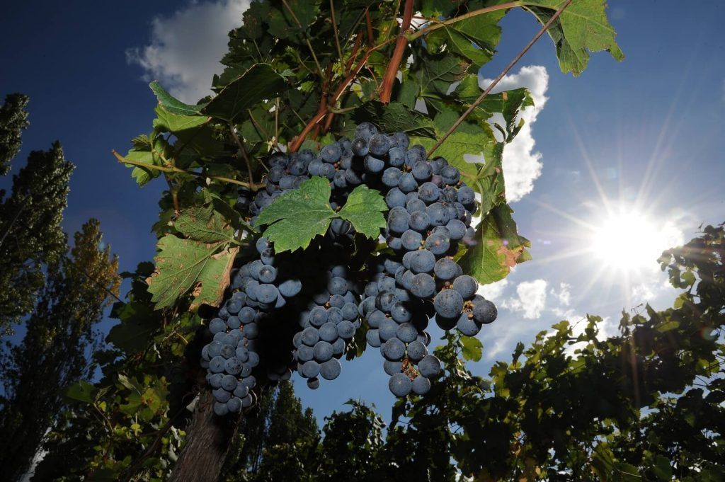 vignobles bouladou saint emilion