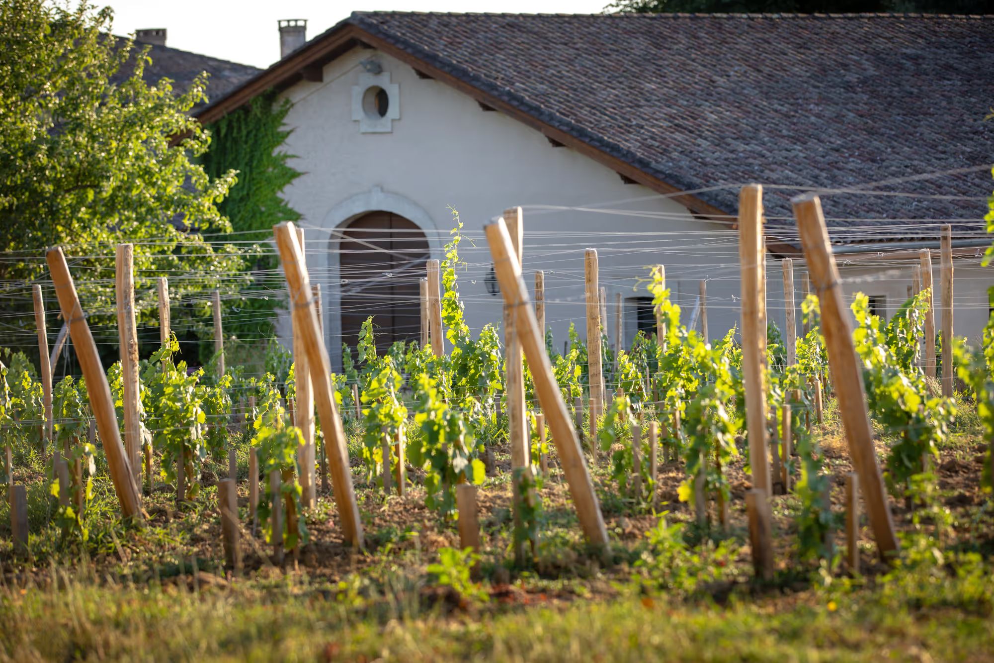 Château Daugay - Saint-Émilion Grand Cru